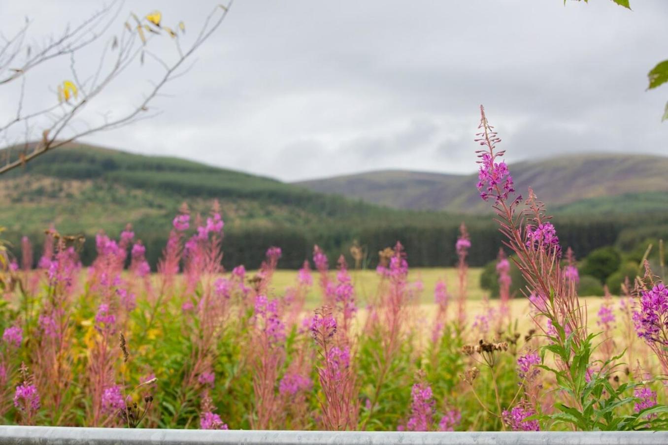 Mike'S 3-Bedroom Countryside Cottage Alness Exterior foto